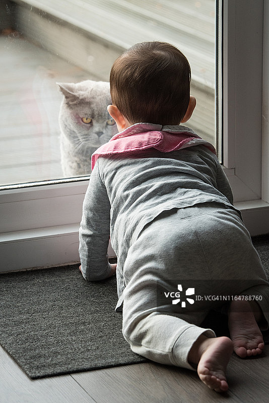 宝宝在落地门前爬行，看着另一边的英国短毛猫图片素材