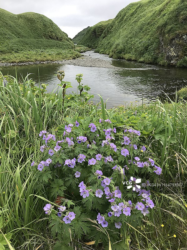 阿拉斯加阿达克岛的野生老鹳草和芬格湾图片素材
