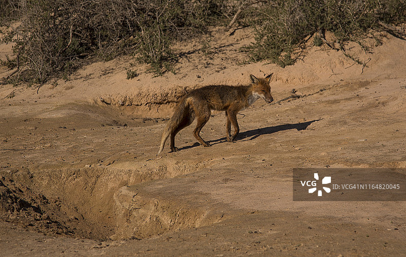 澳洲芒戈国家公园的野生澳洲野犬图片素材