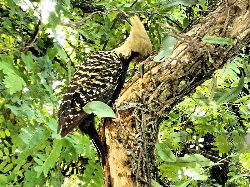 巴西圣保罗伊比拉布埃拉公园的啄木鸟图片素材