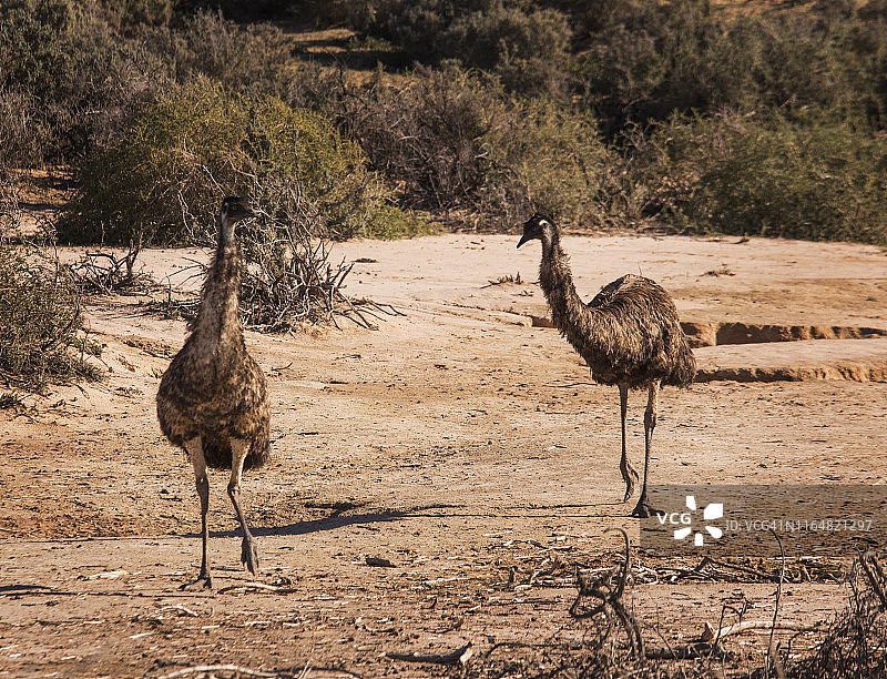 澳大利亚蒙戈国家公园的野生鸸鹋图片素材