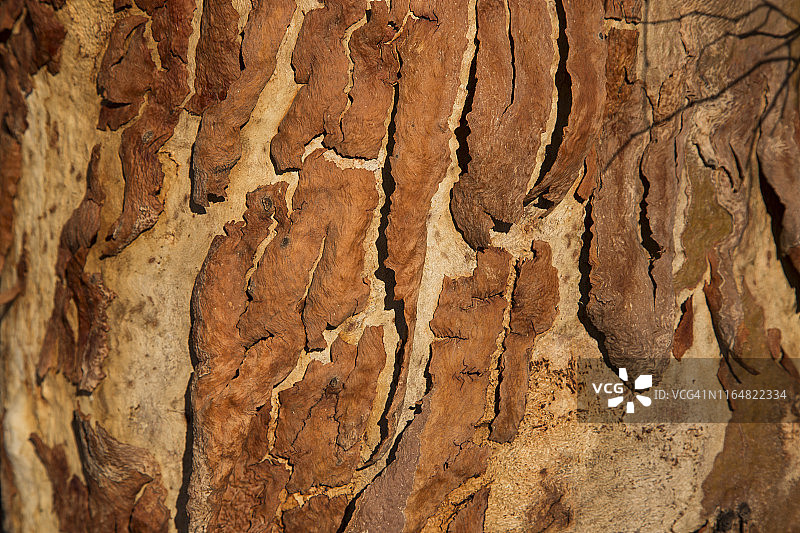 澳大利亚芒戈国家公园桉树树皮图案图片素材