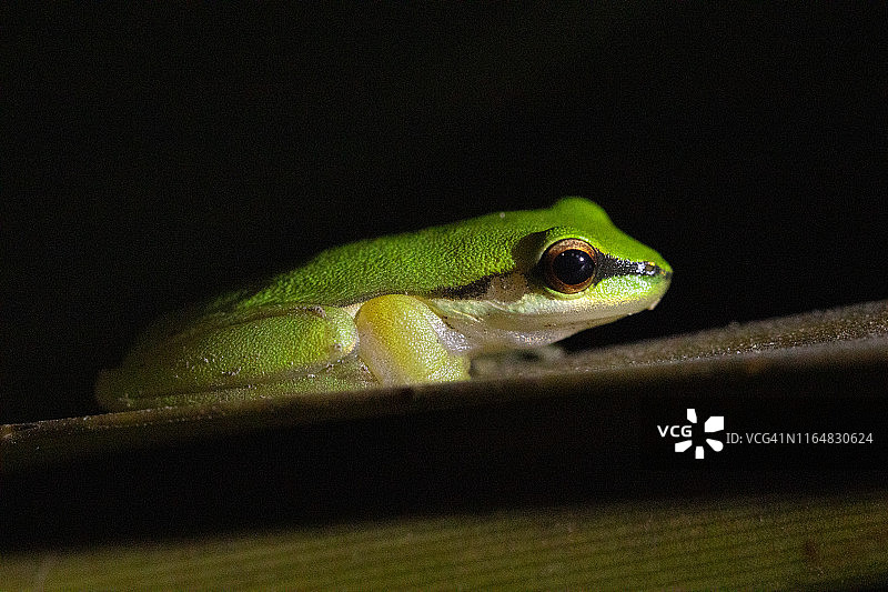 北方侏儒树蛙图片素材