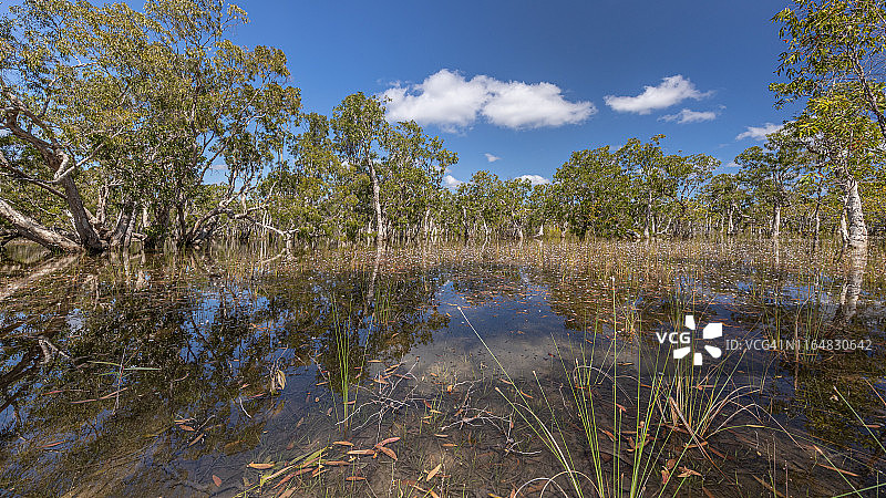 沼泽兰花图片素材