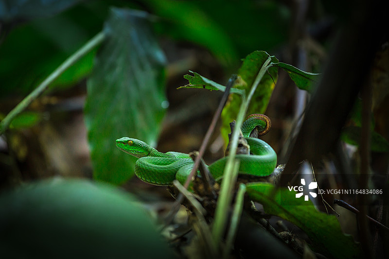 雨林中的蝰蛇图片素材