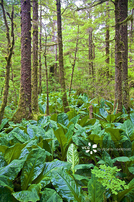 不列颠哥伦比亚省鲁珀特王子市雨林地面的臭鼬白菜图片素材