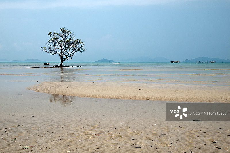 泰国阁马克岛泻湖中孤独的树图片素材