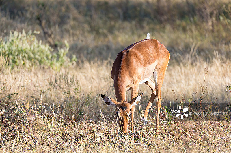 在肯尼亚稀树草原上吃草的黑斑羚图片素材