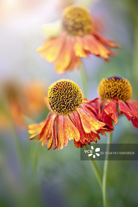 美丽夏季橙色 Helenium 花特写，也称为喷嚏草，在柔和的夏日阳光下图片素材