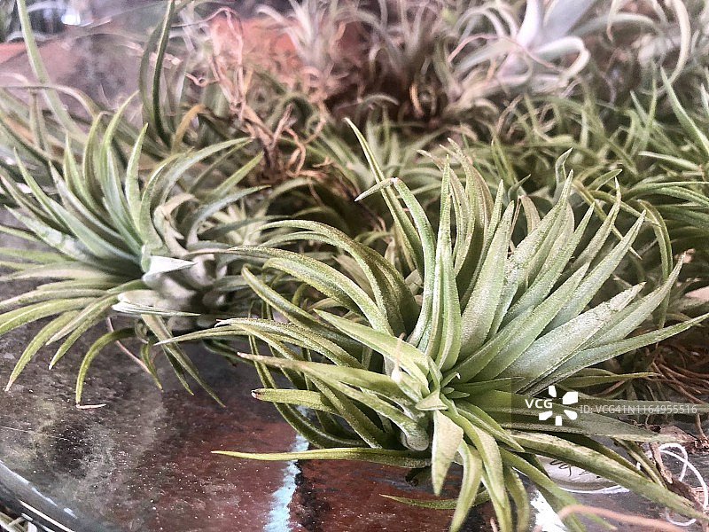 空气凤梨特写图片素材