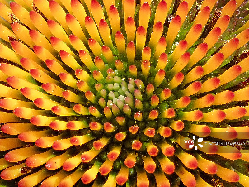 紫锥菊花蕾特写图片素材