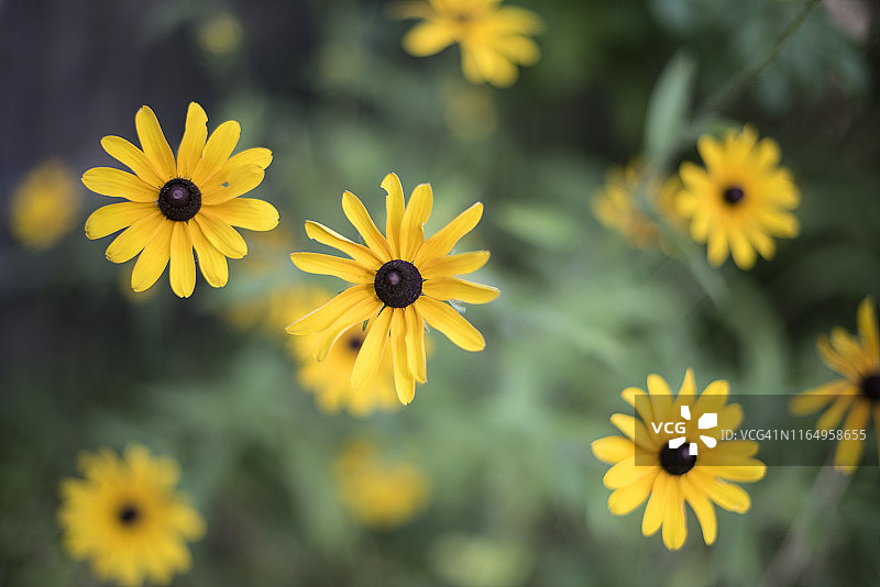 花园里的黑眼苏珊花图片素材