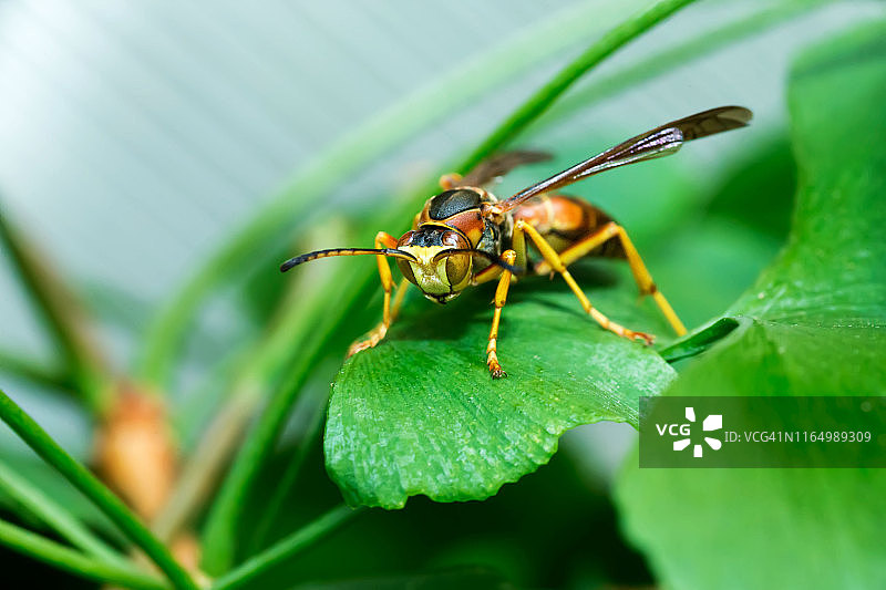 大黄蜂图片素材