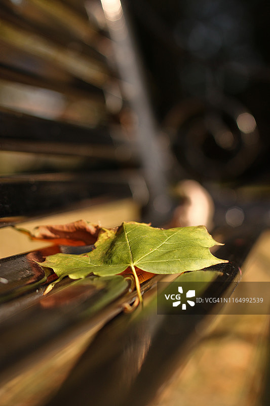 英格兰公园长椅上的叶子图片素材