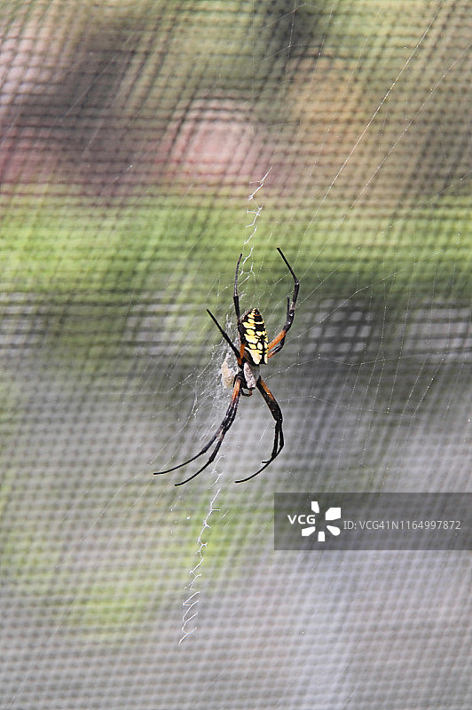 黑黄色园蛛图片素材