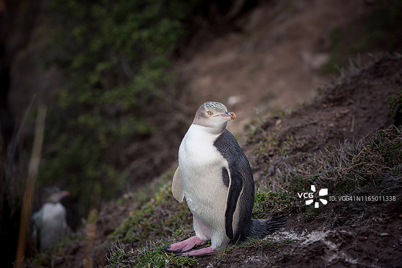 黄眼企鹅图片素材