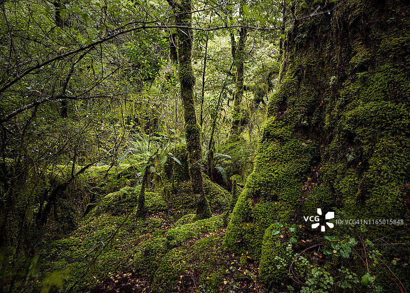 冈恩湖雨林图片素材
