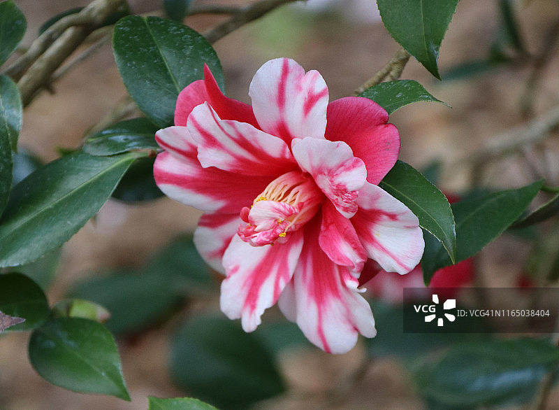 山茶花。图片素材