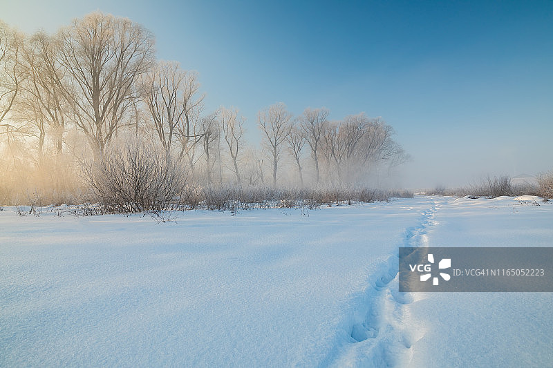 雾蒙蒙的黎明时分的冬季森林：美丽的冬季景色，芬兰图片素材