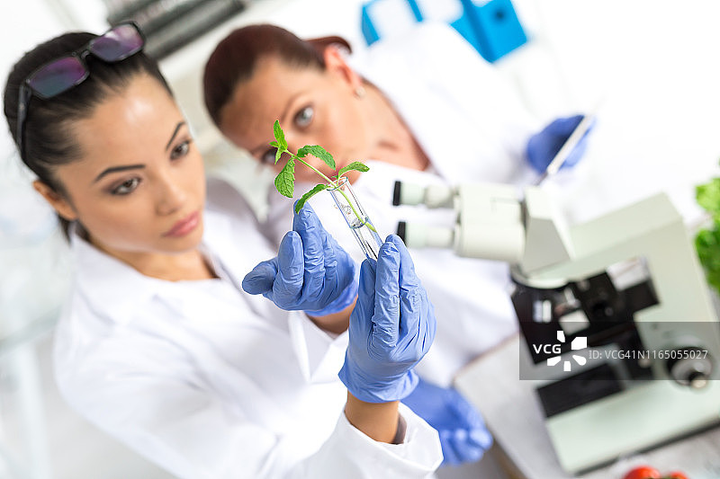 实验室技术员验证蔬菜的质量图片素材