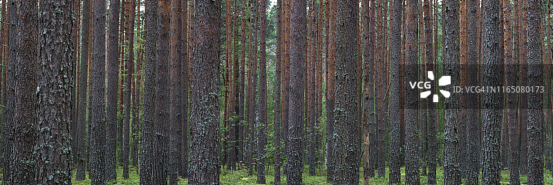 夏季松树林全景：成排种植的松树图片素材