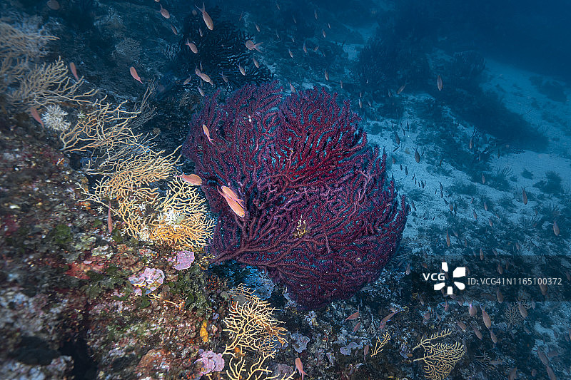 柳珊瑚（Gorgonacea）图片素材