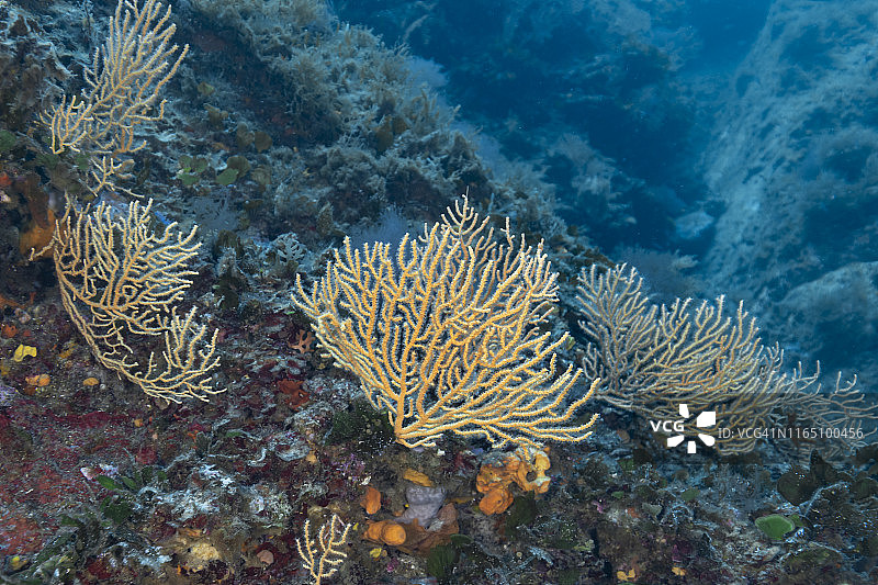 柳珊瑚（Gorgonacea）图片素材