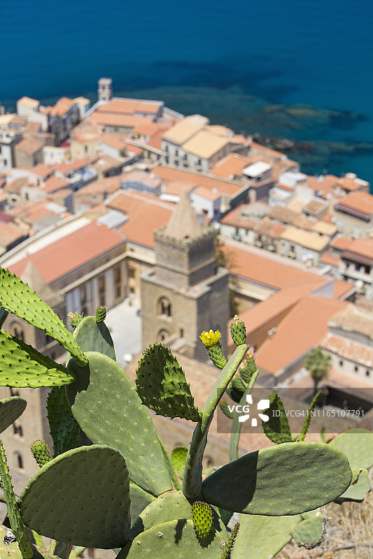 生长在意大利西西里岛切法卢老城区的仙人掌图片素材