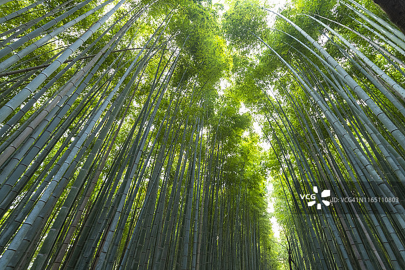 岚山竹林京都，日本，亚洲图片素材