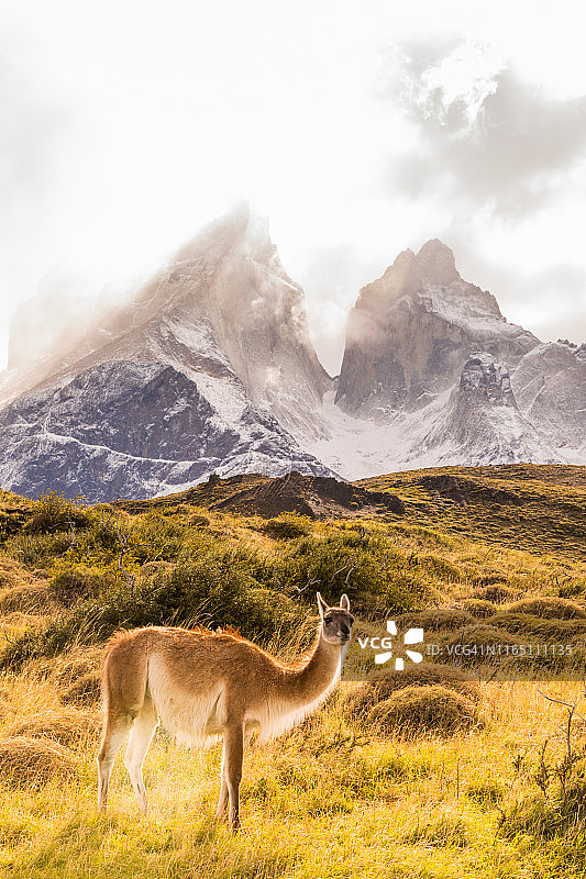 在智利百内国家公园的野生羊驼图片素材