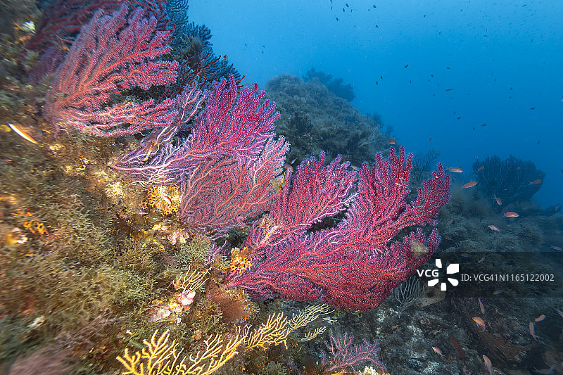 柳珊瑚（Gorgonacea）图片素材