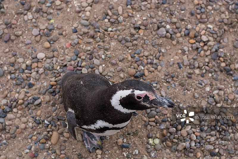 巴塔哥尼亚企鹅图片素材