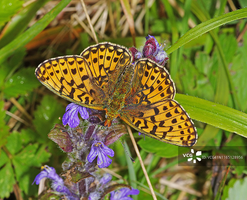 珠母贝[Boloria euphrosyne]蝴蝶图片素材