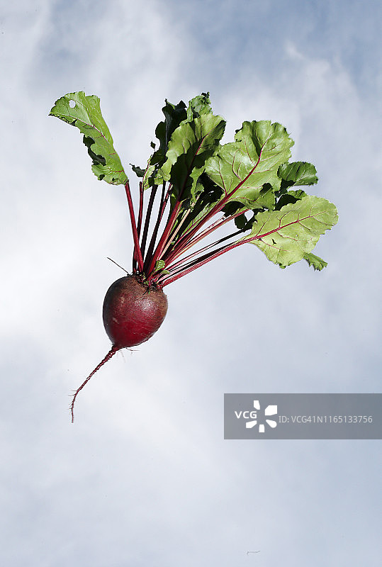 准备收割的新鲜甜菜根图片素材