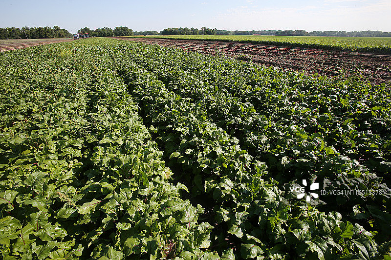 准备收割的新鲜甜菜根图片素材
