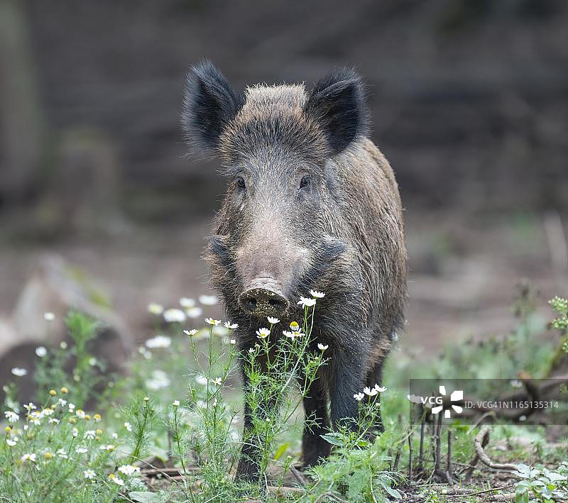 野猪图片素材