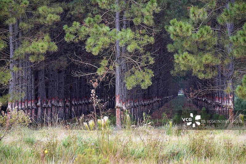 阿根廷科连特斯省伊贝拉湿地松树林（松属）种植园，用于树脂提取的离散树皮或树脂批次图片素材