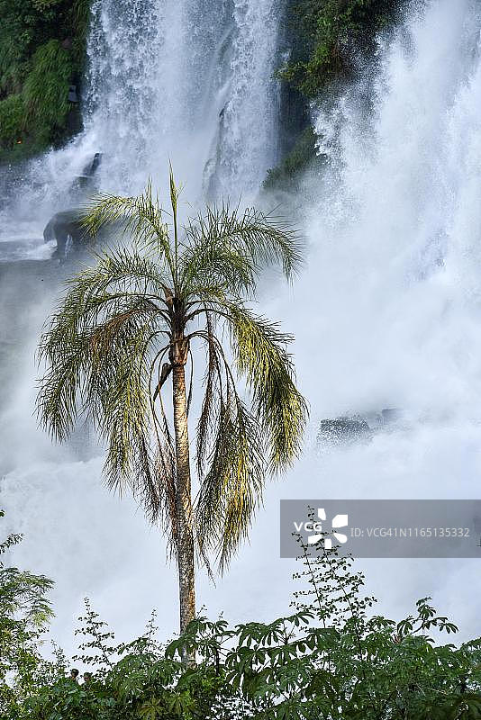 伊瓜苏瀑布，阿根廷与巴西边境，棕榈树与倾泻的水流图片素材