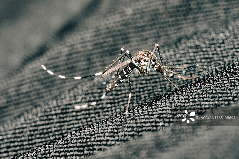 伊蚊宏观照片图片素材