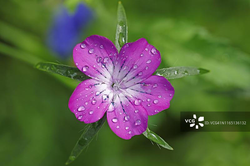 带有雨滴的普通麦仙翁（Agrostemma githago，石勒苏益格-荷尔斯泰因，德国）图片素材
