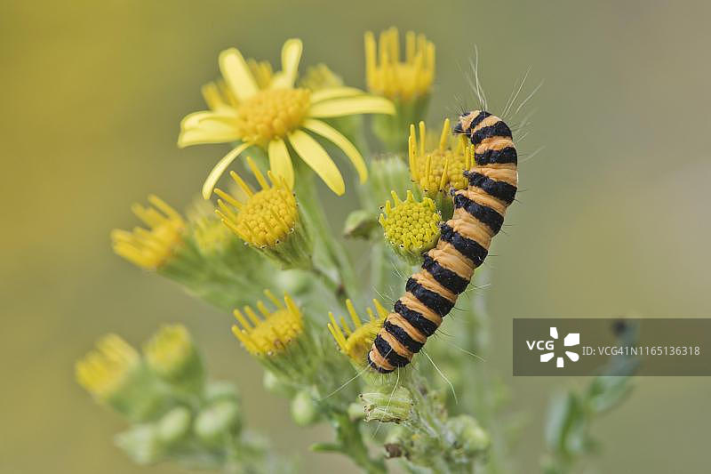 德国艾姆斯兰的朱砂蛾毛毛虫图片素材