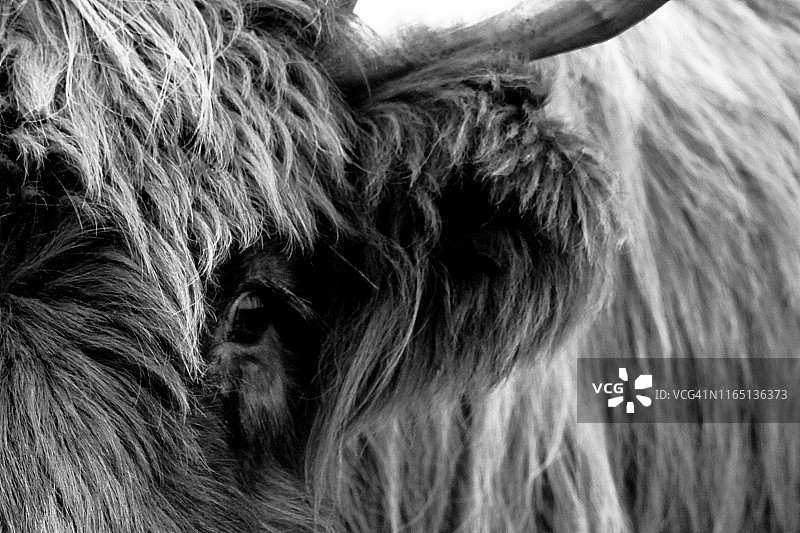 高原牛图片素材