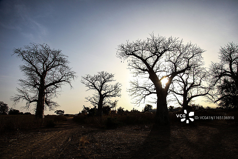 猴面包树上的日落图片素材