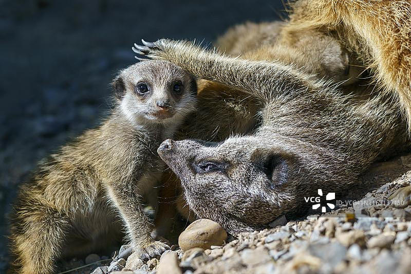 德国，幼年细尾獴嬉戏图片素材