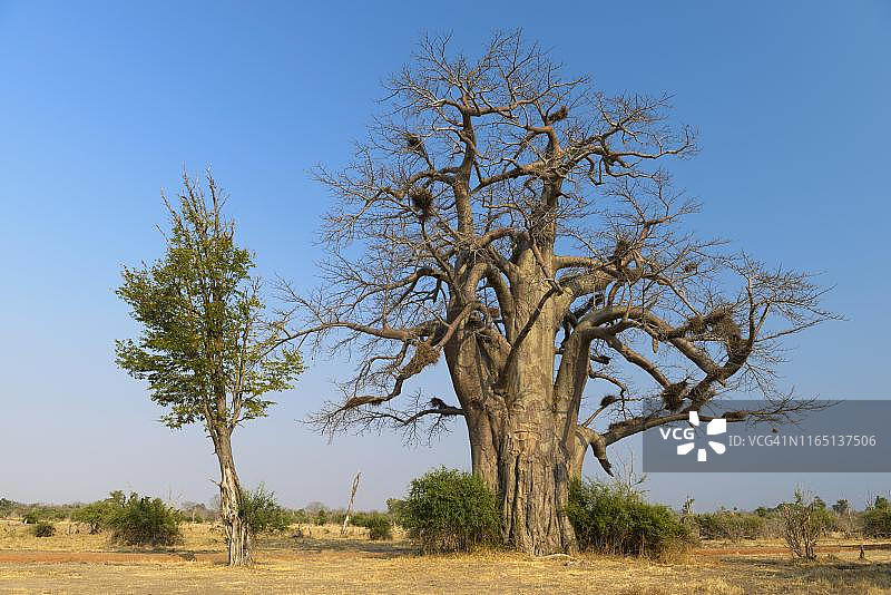 赞比亚南卢安瓜国家公园的非洲猴面包树图片素材