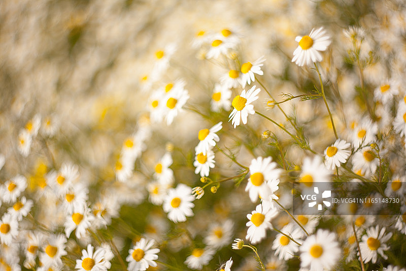 洋甘菊图片素材