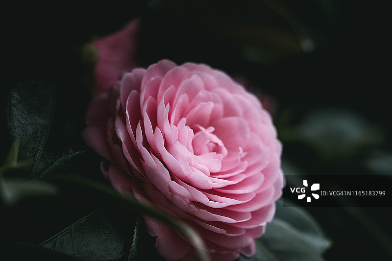 粉色山茶花特写图片素材