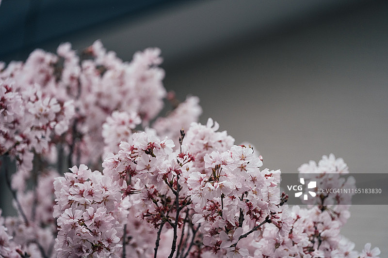 东京春季盛开的樱花图片素材