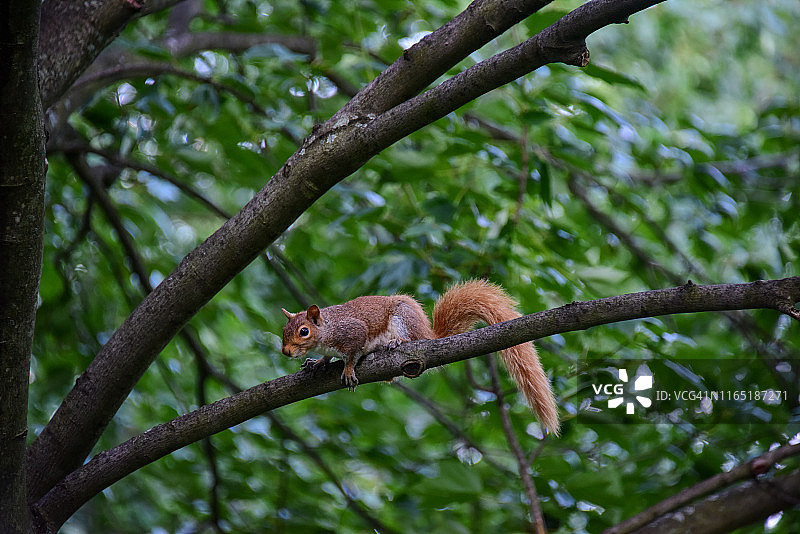 波士顿公共花园里的红松鼠图片素材