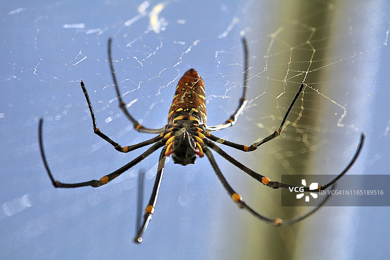 巨大的金色圆蛛图片素材